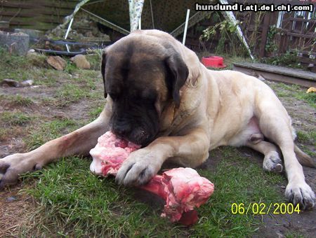 Mastiff Duke`s Geschenk zum 10.Geburtstag 