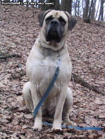 Mastiff