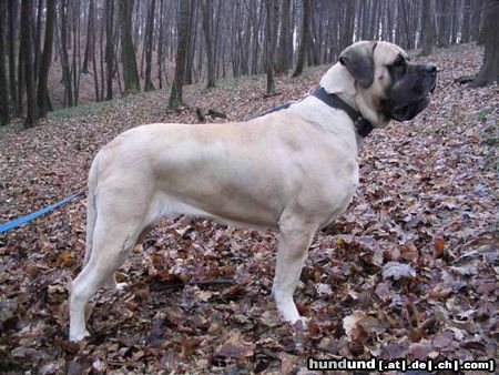 Mastiff