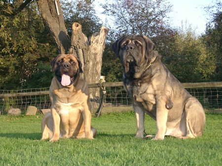 Mastiff Res Rusticae I've got the Power und Foreman