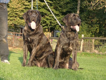 Mastiff Res Rusticae´s Jutta und Jennifer Josefin Wurfgeschwister