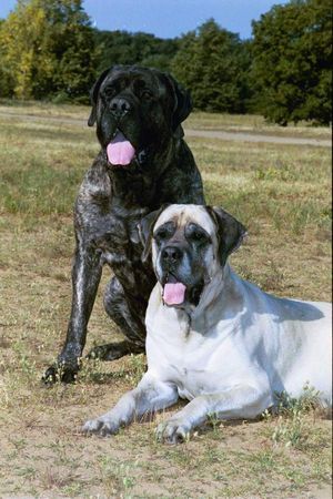 Mastiff Res Rusticae Ebony & Berry van Tusken Mar en Kliff