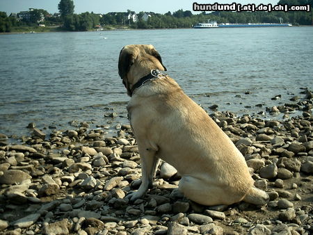 Mastiff Sam am Rhein