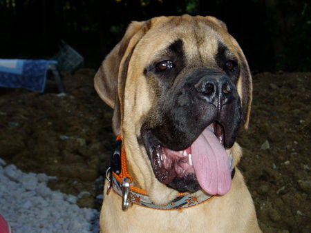 Mastiff Barouk de la Louvagerie