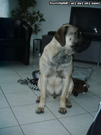 Mastiff Sam im Alter von 10 Monaten