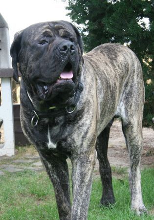 Mastiff Filou Krozair of Kregen 20 Monate