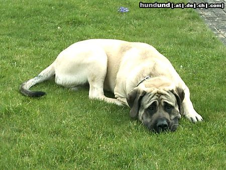 Mastiff Sam