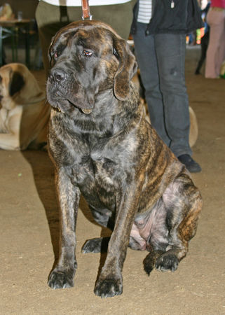 Mastiff Res Rusticae Jutta aus Kalkutta