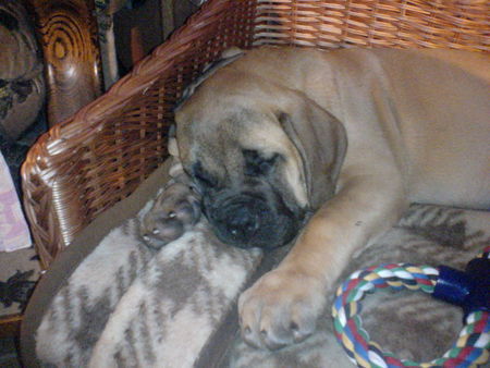 Mastiff Barouk 