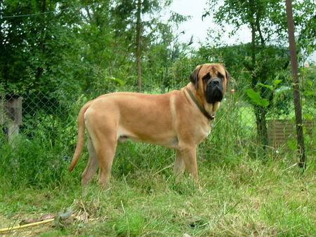 Mastiff Barouk