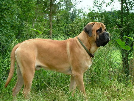 Mastiff Barouk