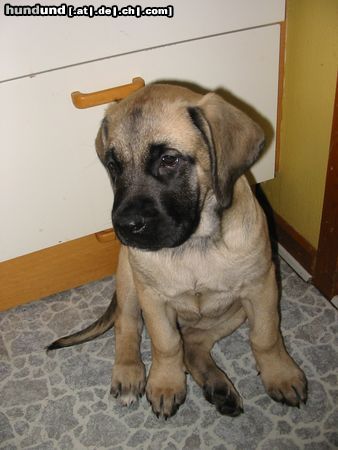 Mastiff Dina 9 weeks old 