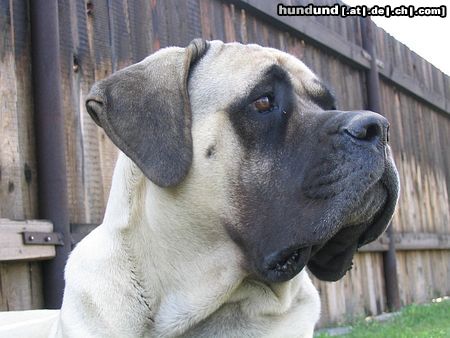 Mastiff