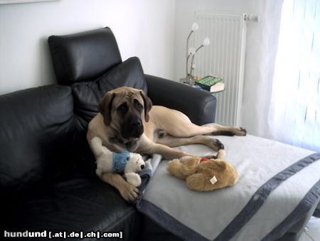 Mastiff Sam liegend auf der Couch