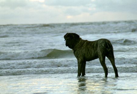 Mastiff Berry van Tusken Mar en Kliff am Strand 