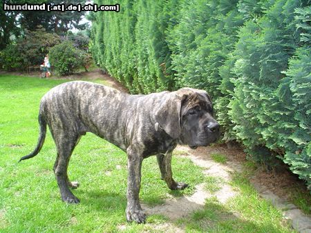 Mastiff Filou Krozairs of Kregen fast 6 Monate