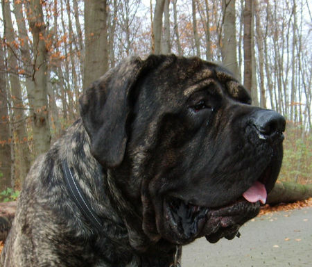 Mastiff Filou Krozair of Kregen (Paul) 24 Monate