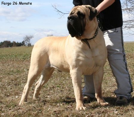 Mastiff Old English Mastiffs Vom Großen Löwen