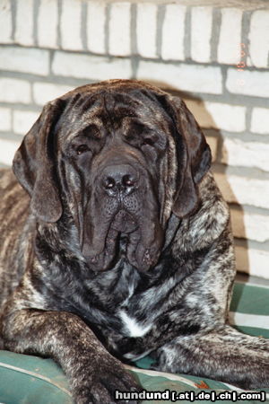 Mastiff 10 Monate Filou Krozair of Kregen