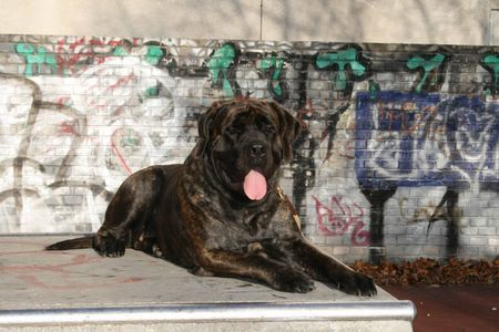 Mastiff Res Rusticae´s Jutta aus Kalkutta