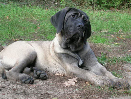 Mastiff