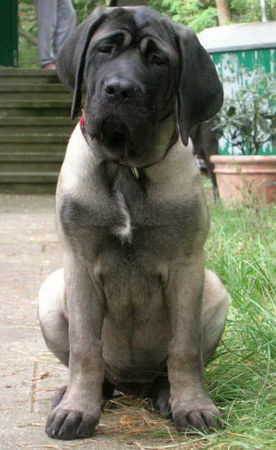 Mastiff Jule 3,5 Monate