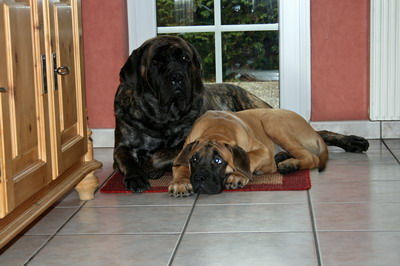 Mastiff Jona und ihr Neffe KJ