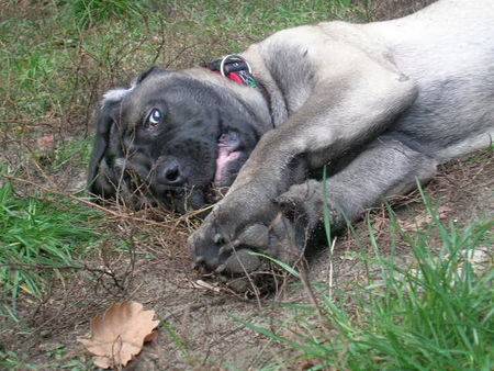 Mastiff Jule-Mäuschen