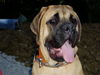 Mastiff Hund