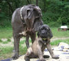 Mastiff Hund