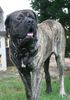 Mastiff Hund