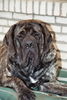 Mastiff Hund