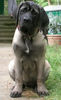 Mastiff Hund