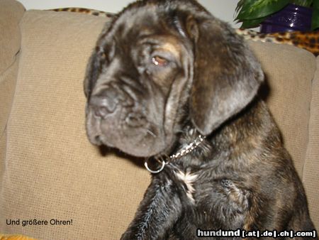 Mastino Napoletano Pandorra mit 9 Wochen