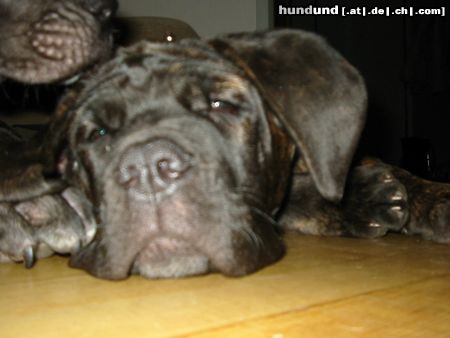 Mastino Napoletano Pandorra mit 15 Wochen