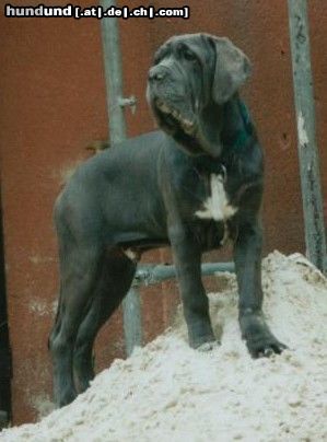 Mastino Napoletano Benito Guardia-del-Corpo