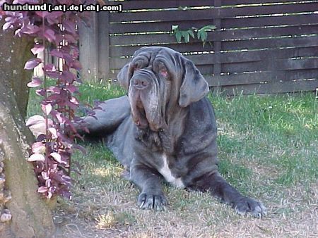 Mastino Napoletano Schönster Mastino Napoletano von 