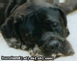 Mastino Napoletano Artu 