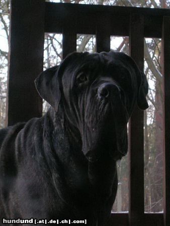 Mastino Napoletano Artu