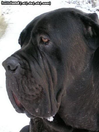 Mastino Napoletano Artu