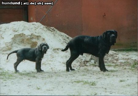 Mastino Napoletano Artu und Benito