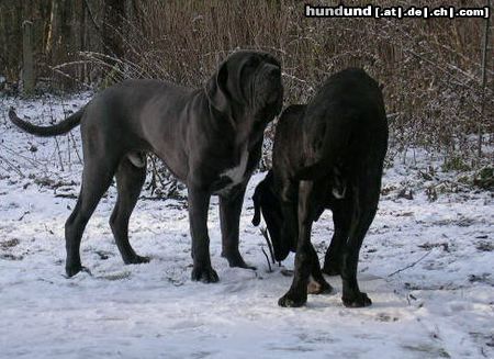 Mastino Napoletano endlich Schnee