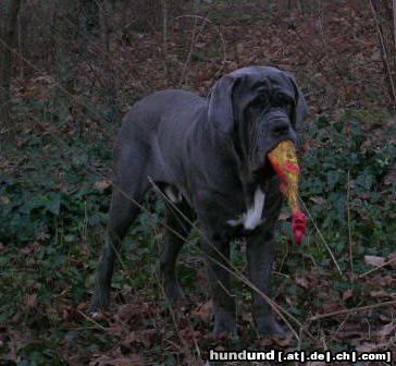 Mastino Napoletano Benito