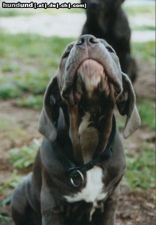 Mastino Napoletano