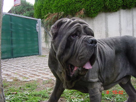 Mastino Napoletano Ina vom Schloss Velden 