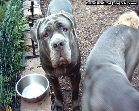 Mastino Napoletano Ich hab Hunger, gibts nix mehr???