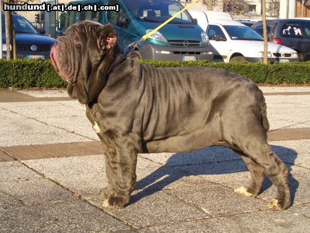 Mastino Napoletano Ina vom Schloss Velden