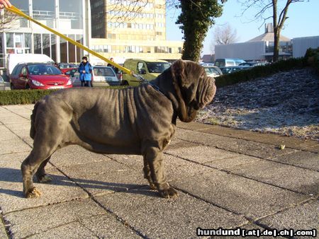 Mastino Napoletano Ina vom Schloss Vedlen