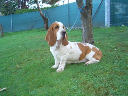 Mastino Napoletano Romy 