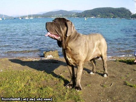 Mastino Napoletano Es ist schön am See